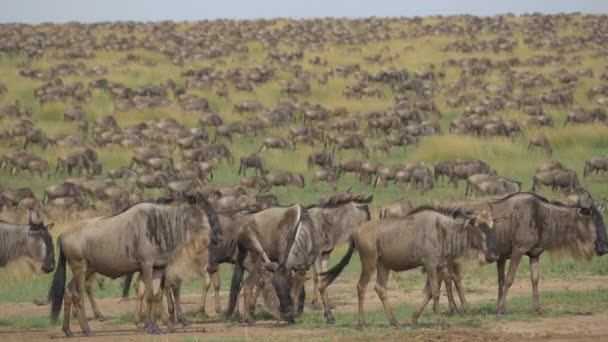 Μεγάλα κοπάδια των wildebeest μετανάστευση — Αρχείο Βίντεο