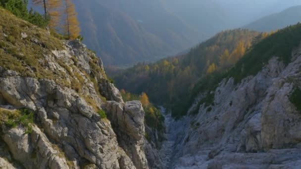 Pinos de otoño sobre el acantilado de la montaña — Vídeos de Stock