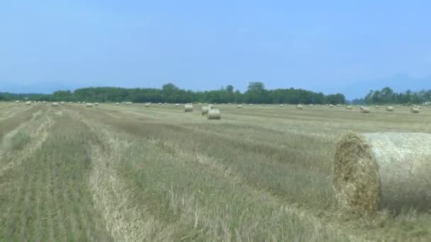 Hay bale on a field — Stock Video
