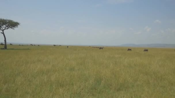 Wildebeest in African Savannah — Stock Video