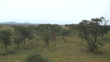 Zürafalar Afrika Safari