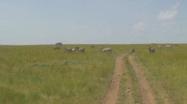 Afrika safari geçisi zebralar sürüş