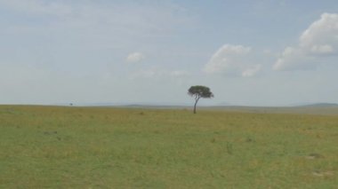 Yalnız ağaç ufukta