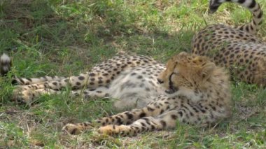 Masai Mara çita