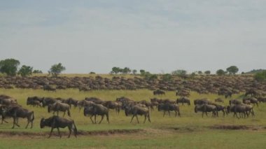 wildebeest göç