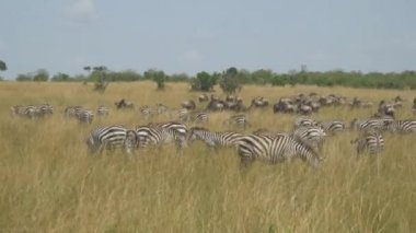 Çim yeme Zebras büyük sürü