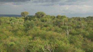 kaktüs ağaçları Afrika