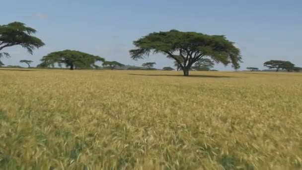 Pšeničné pole v Africe — Stock video