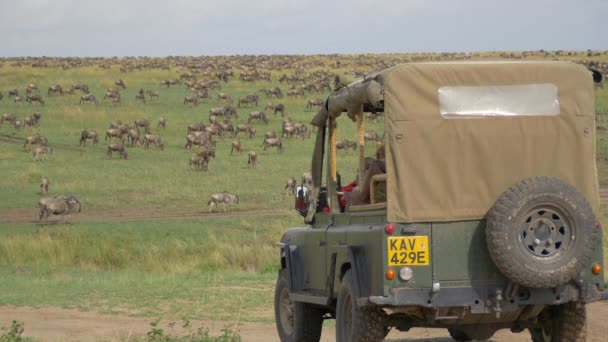Touristes dans une jeep regardant la migration des troupeaux — Video