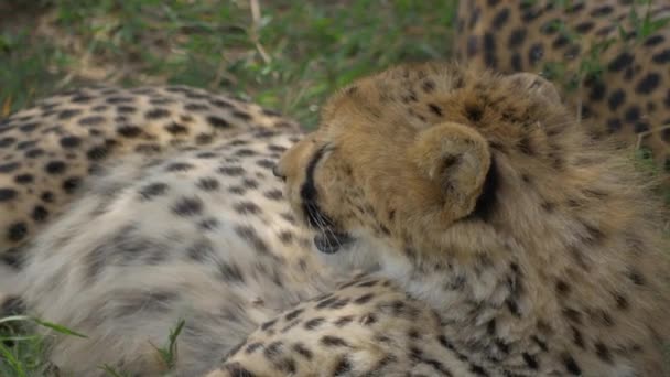 Cheetah in Africa — Stock Video