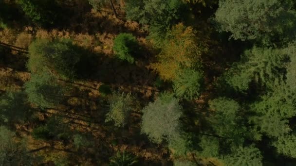 Осенний лес с точки зрения птиц — стоковое видео