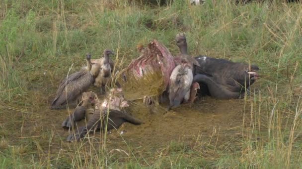 Buitres alimentándose de búfalos muertos — Vídeo de stock