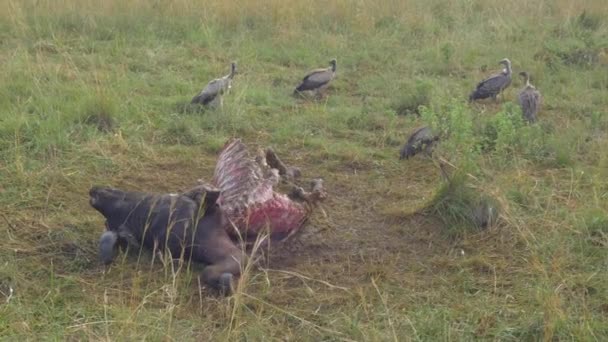 Des vautours se rassemblent autour du buffle mort 