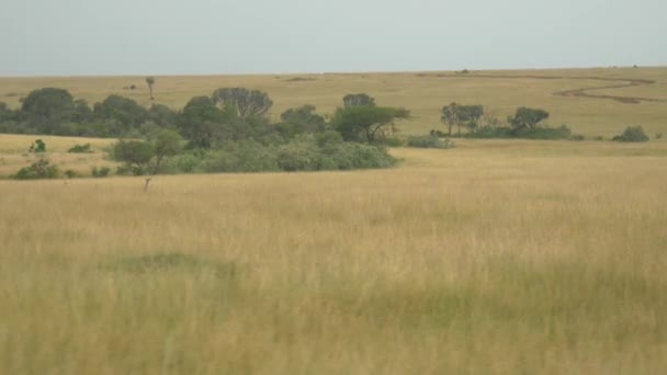 African savannah — Stock Video