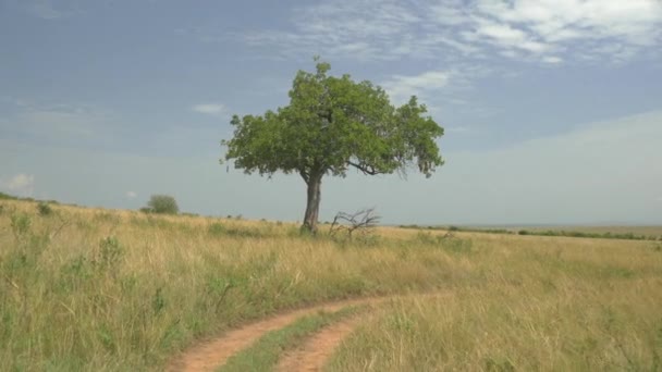 Árbol solitario en safari africano — Vídeos de Stock