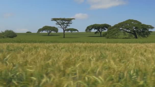 Crop field in Africa — Stock Video