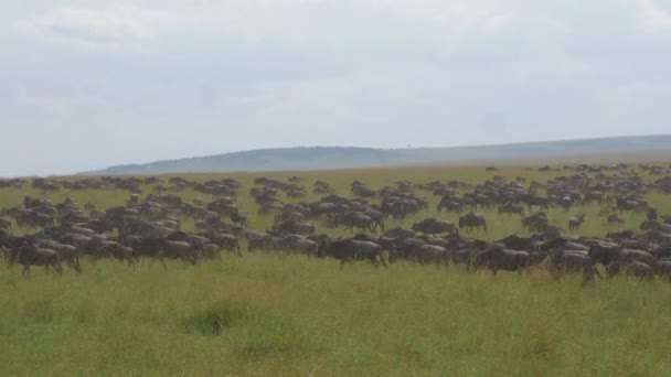 Τεράστιο κοπάδι γκνου (wildebeest) — Αρχείο Βίντεο