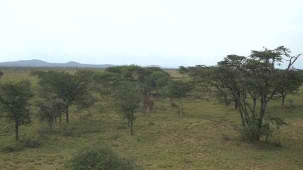 Žirafy v africké safari