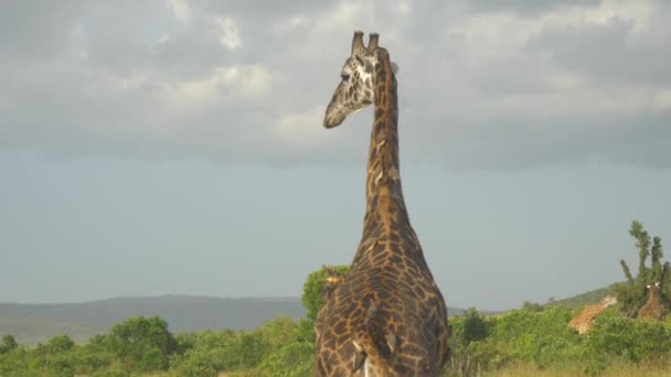 Vogels eten van parasieten uit giraffe's bont — Stockvideo