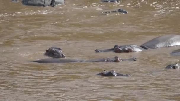 Hipopótamos no rio — Vídeo de Stock