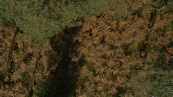 Forêt d'automne du point de vue de bidr 