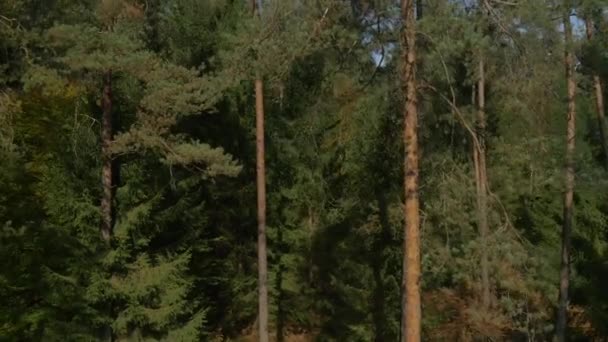 Дерево над лесом — стоковое видео