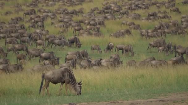 Migrazione Wildebeest — Video Stock