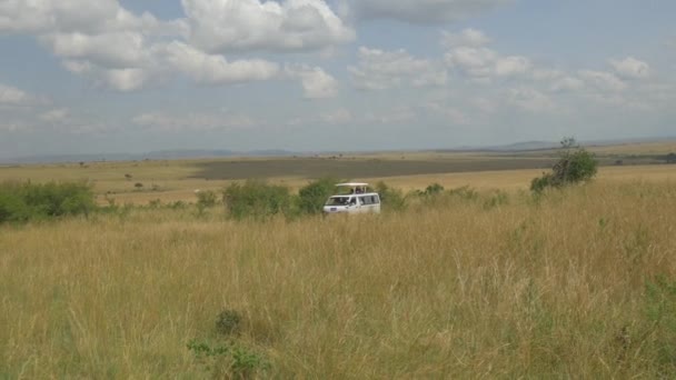 Jeep con turistas conduciendo a través de safari — Vídeos de Stock