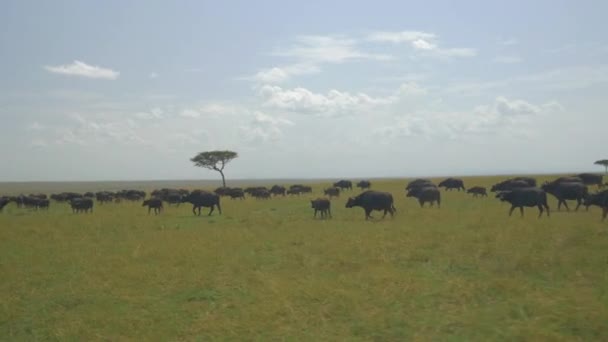 Big buffalo herd in Africa — Stock Video