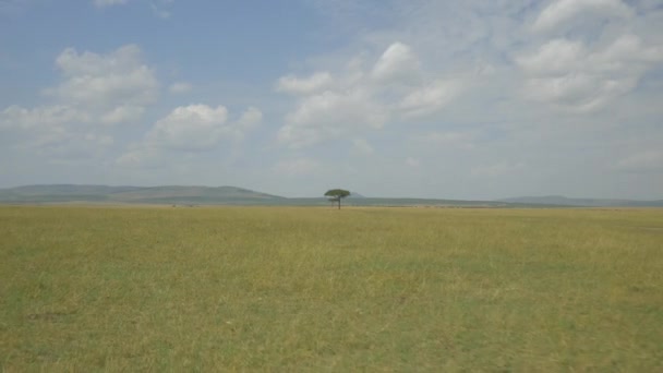 Árbol solitario en un prado — Vídeo de stock