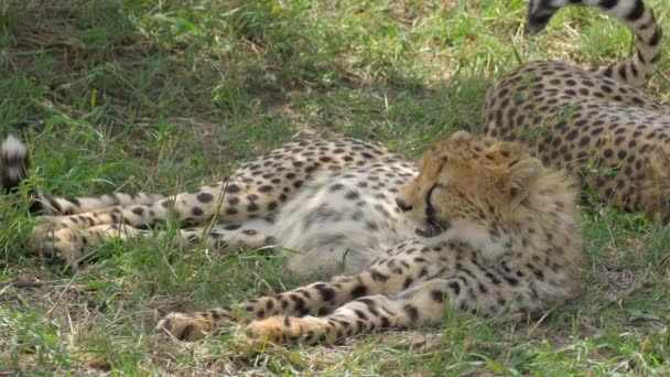 Guepardos en Maasai Mara — Vídeo de stock