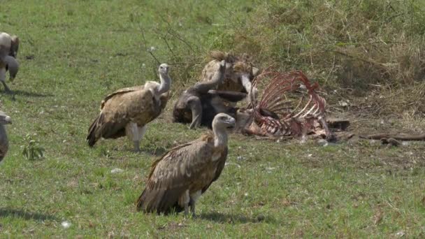 Abutres comendo a carne de carcaça de búfalo — Vídeo de Stock