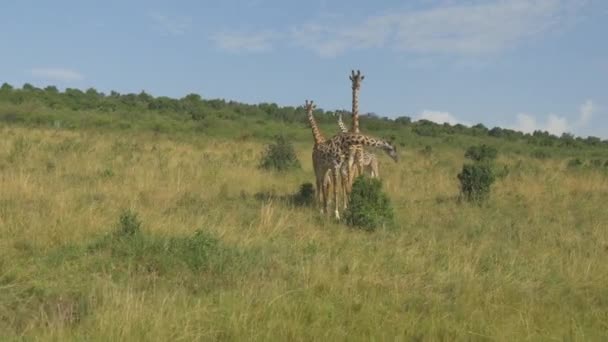 Giraffen mitten in der Savanne — Stockvideo