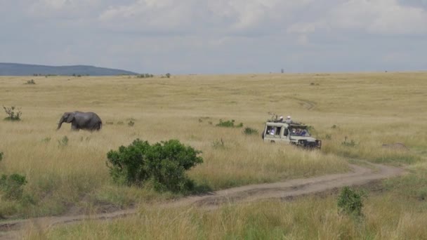 Touristen im Jeep auf Pirsch — Stockvideo
