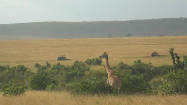 Toeristische jeeps rijden pass giraffen — Stockvideo