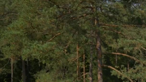 Tallskog på hösten — Stockvideo