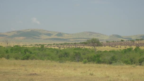 Tourists photographing large herd of wildebeest — Stock Video