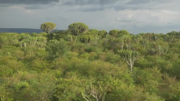 Cactus trees in África — Vídeo de Stock