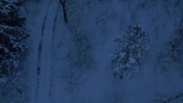 Bosque de invierno nevado — Vídeo de stock