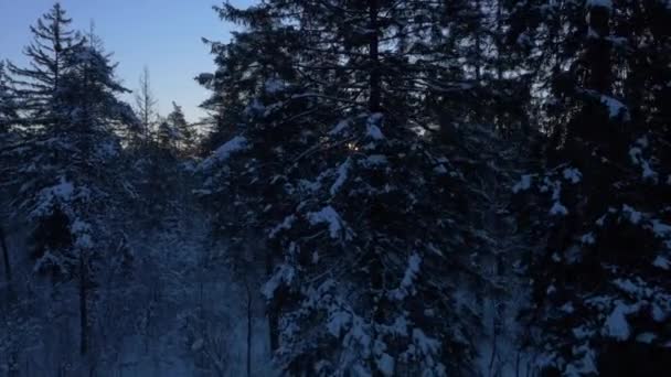 Verschneiter Wald bei Sonnenuntergang — Stockvideo
