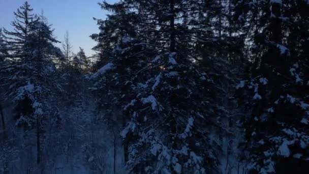 Bosque nevado al atardecer — Vídeo de stock