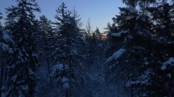 Besneeuwde bos bij zonsondergang — Stockvideo