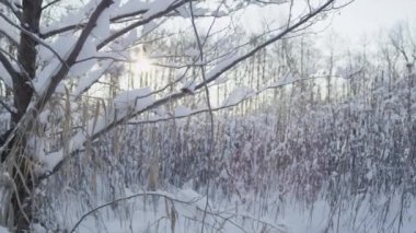 Kışın bir ağaçtan düşen kar