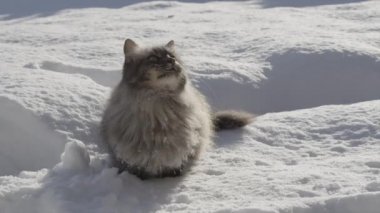 Oyun oynayan kedi karda atlama