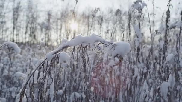 Frozen snowy fern in winter — Stock Video