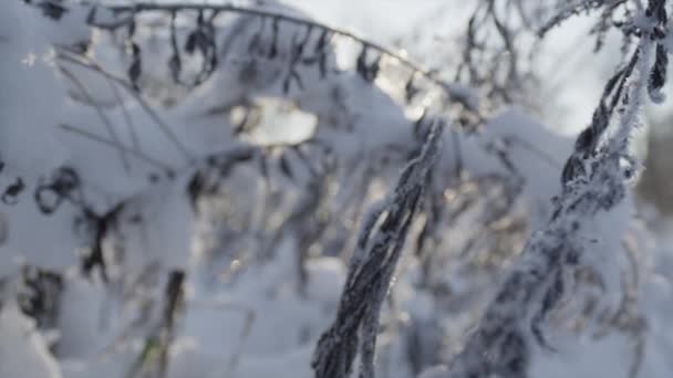 在冬天冰封的自然 — 图库视频影像