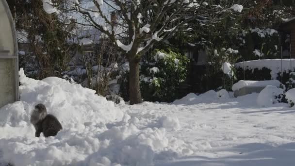 Gato saltando y atrapando la bola de nieve — Vídeos de Stock