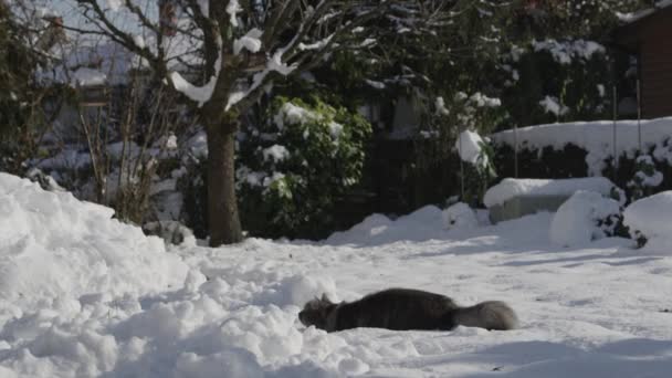 Gato jugando en nieve fresca — Vídeos de Stock