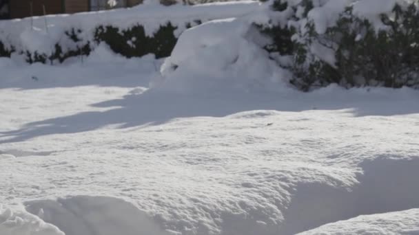 Gato salta en la nieve fresca — Vídeo de stock