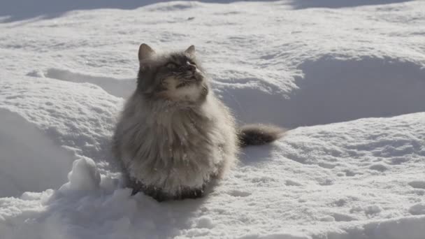 Speelse kat springen in de sneeuw — Stockvideo